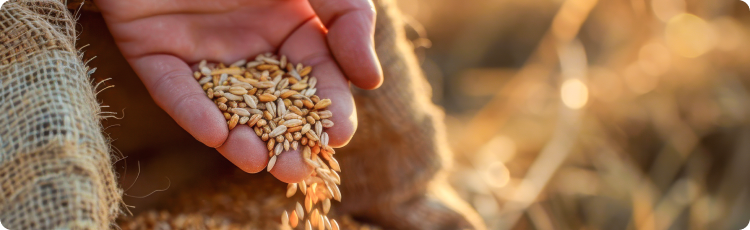Agricultor segura cereais nas mÃ£os, durante um pÃ´r do sol