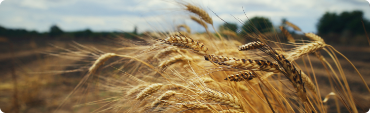 A fotografia do trigo no campo