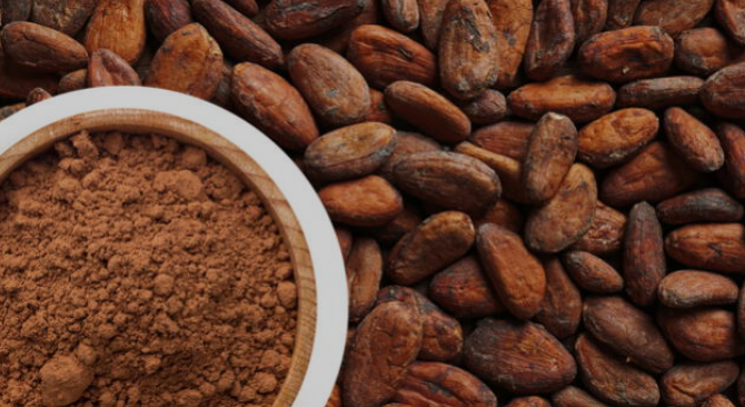 semillas de cacao y cacao en polvo