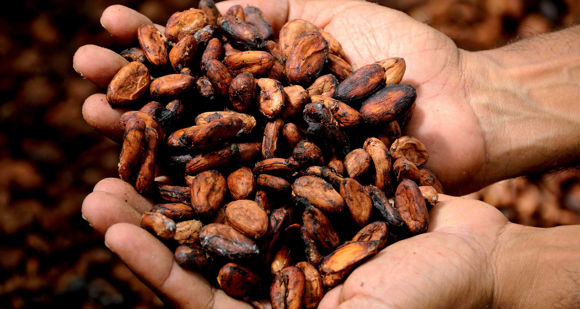 una mano segurando varias semillas de cacao