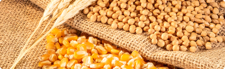 ZbliÅ¼enie ziaren kukurydzy i ciecierzycy na workach jutowych, symbolizujÄce zrÃ³Å¼nicowanie towarÃ³w rolnych na rynkach globalnych.