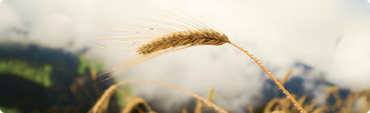 Espiga de trigo isolada com orvalho contra um fundo suave, destacando a qualidade da colheita e as condiÃ§Ãµes agrÃ­colas que afetam os preÃ§os de mercado.