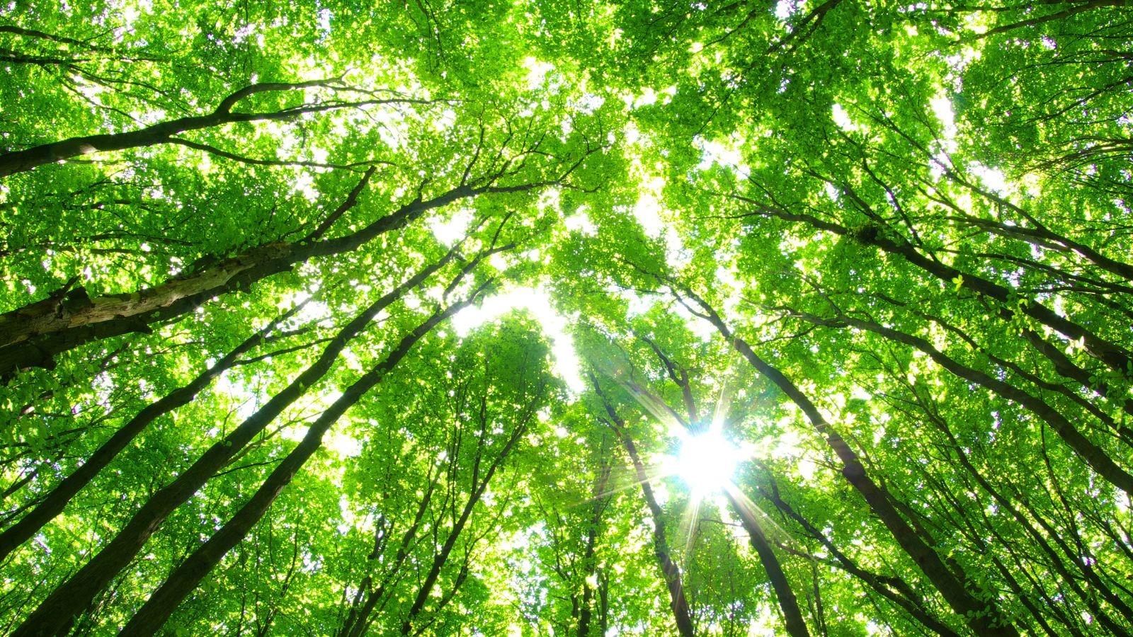 Tall trees growing to the sky and sunbeams.
