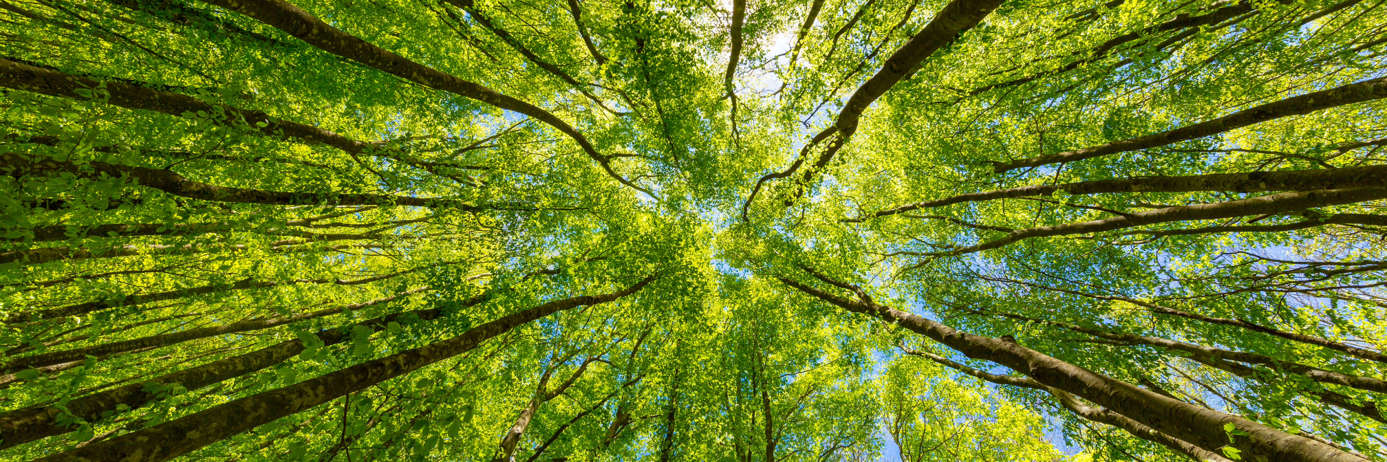 Tall trees growing to the sky and sunbeams.