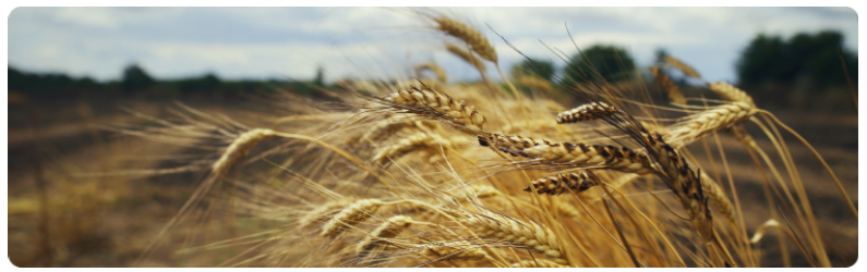 Du blÃ© dans un champ